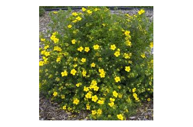 Potentilla.